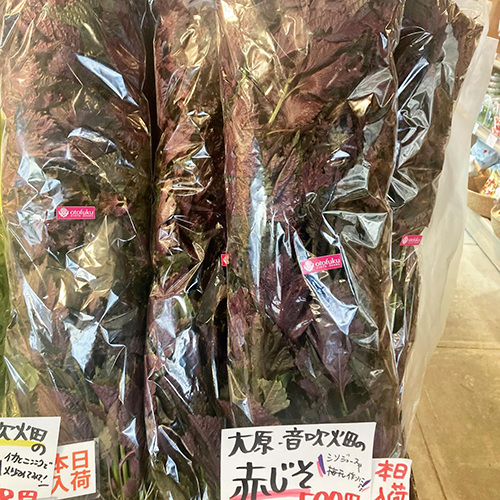 〈大原・音吹畑の赤紫蘇あります〜〉本日入荷 今日は店頭販売分もございます！！在庫のご確認はお電話でお気軽にどうぞ。