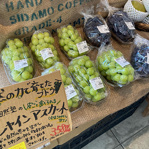 産直ブドウ祭りの始まり〜　山梨自然塾のシャインマスカットやサンサイフルーツランドの種無し巨峰が入荷しています！