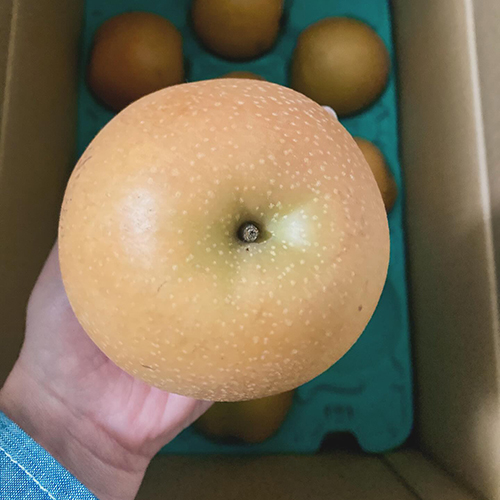 富山・魚津　中島果樹園の新星梨入荷 完熟採りの甘くて美味しい梨！中島果樹園さんの梨はスッキリ爽やかな甘さが特徴です。この新星という品種、当スタッフも試食で大絶賛〜