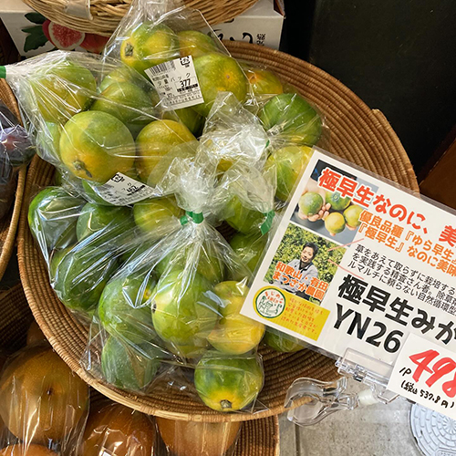 極早生なのに美味しいみかん YN26が有田・まつさか農園より届いております。