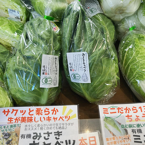 はっぱ屋さんの有機葉野菜の種類が増えてきました　生でコールスローサラダ美味しい水々しいみさきキャベツに、しなやかで弾力のある葉っぱが素晴らしい玉レタス、柔らかいので加熱が速いミニ白菜、爽やかな香りが抜群のセロリ、どれもどれも美味しいです〜