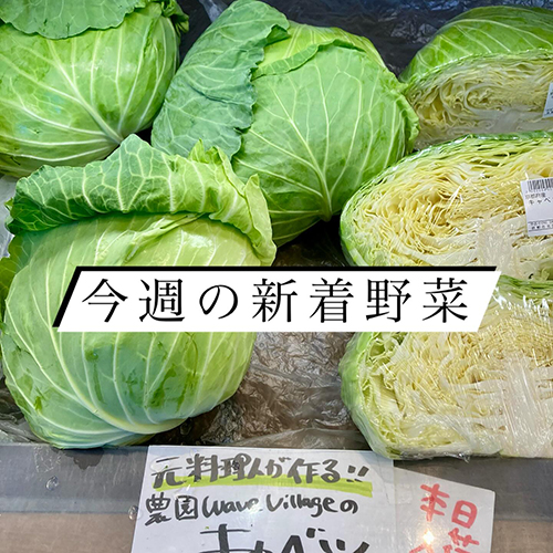 今週は地物の野菜がどんどん出揃ってきましたよ♪今週新着の野菜を紹介します〜京都の南の方からはキャベツが色々大原からは葉野菜が色々