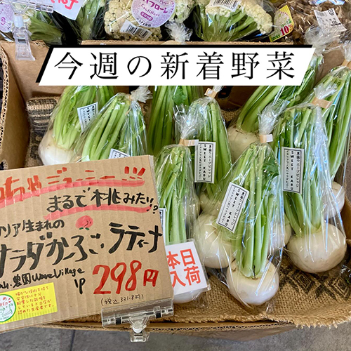 今週の新着野菜〜今の季節は毎週新しい野菜が出てくるよ〜! ・絶対食べて欲しいのは、サラダかぶ!生でかじると、柔らかくてジューシーで甘くてホント美味しい。ぜひ生で!