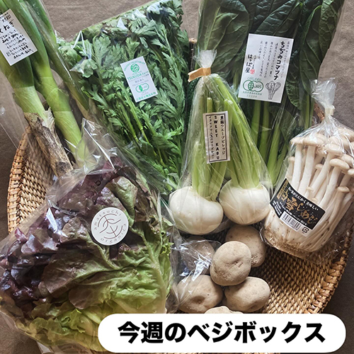 毎週金曜日は宅配野菜ベジボックスの日 今日のラインナップはこちらです!〈11月21日のベジボックス〉