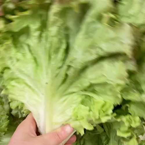 やおやワンドロップ北大路店の店長遼子です！みて、このふわふわサニー 弾力あってふわふわでボリュームたっぷり。サラダにしていっぱい食べて欲しい〜♪土曜入荷します！