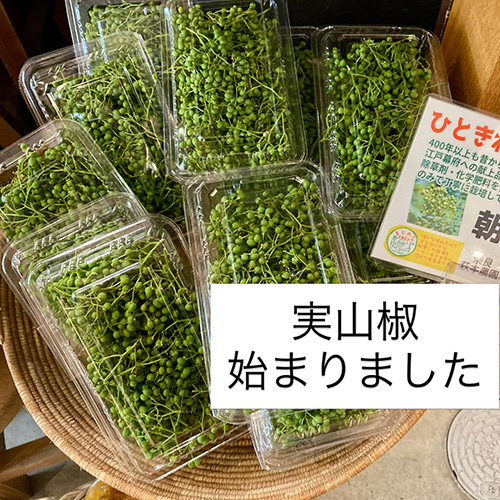 2026年5月20日(水)やおやワンドロップ北大路店の店長遼子です。今日は曇っていて暑さもマシに感じます。初夏とは思えない暑さですが、今週より実山椒、らっきょう、新生姜が始まりました〜　とくにオススメはこの鳴門らっきょう。昨年甘酢漬けにしたのですが、繊維がシャリシャリと繊細で、食感がめっちゃ良く驚きの美味しさでした♪
