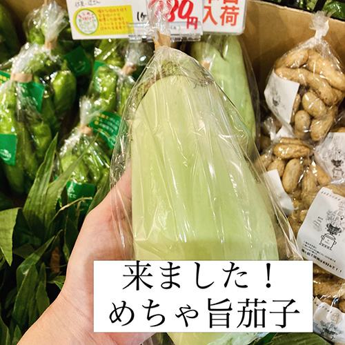 2026年8月27日(木)やおやワンドロップ北大路店の店長遼子です。ようやく夏休みが終わり、ホッとしております。今日は超オススメ、辻農園の緑なすが入荷しました!!これを油で焼いてポン酢で食べたら絶品です♪♪入荷数量に限りがあるので、お見逃しなくっ!